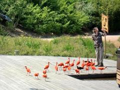 101PARC AUX OISEAUX DANS L AIN 2016 3_000049